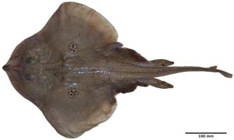 Leucoraja naevus_019.jpg